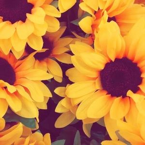 Meet your Posher, Ava